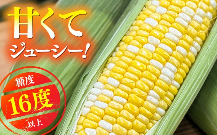 高糖度 どるちぇどりーむ 糖度 コーンスープ 甘さ コーン おやつ BBQ バター焼き 野菜 とうもろこし  糖度 菊陽町