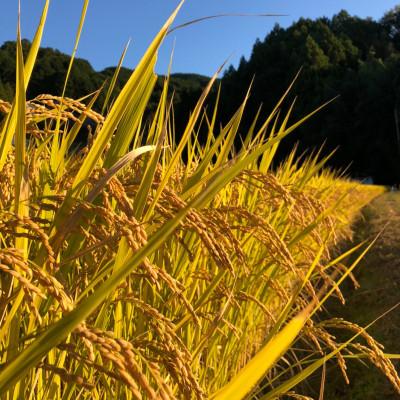 ふるさと納税 桜井市 【特別栽培米】桜井市高家産 ヒノヒカリ 白米 5kg |  | 02