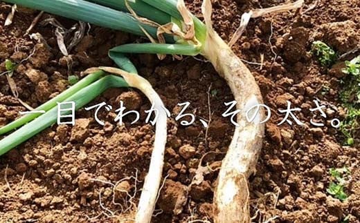 明治から守る伝統野菜「曲がりネギ」約3kg F7X-0075