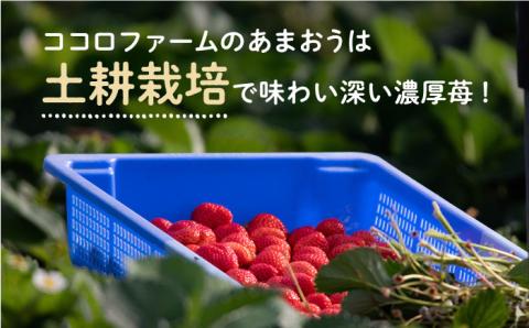 先行予約【2025年1月下旬～3月下旬発送】ココロファーム の 濃厚あまおう 285g × 2P 約570g 《豊前市》[VAE007] ※北海道・沖縄・離島 配送不可