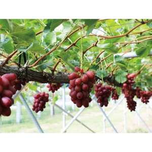 長野限定　信州中野産　産地直送　クイーンルージュ(赤ぶどう)　約1kg(2～3房)【配送不可地域：離島】【1541970】