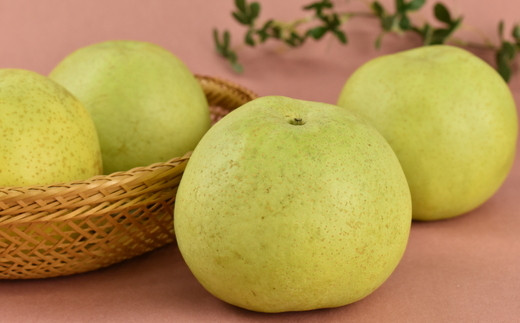 
                  市川のブランド梨「かおり」大玉　【12203-0040】
                