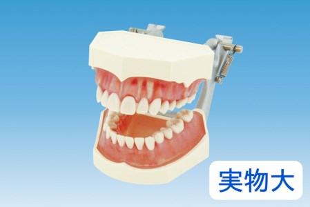 歯の模型 歯磨き指導用 実物大モデル（歯着脱可）歯 模型