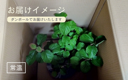 【先行予約】ガマズミ苗木（鉢物）【ガマズミ がまずみ お花 花 はな フラワー 花 苗 植物 家庭菜園 花壇 プランター ガーデニング観葉植物 園芸 鉢物 】【2025年4月上旬以降順次発送予定】【2