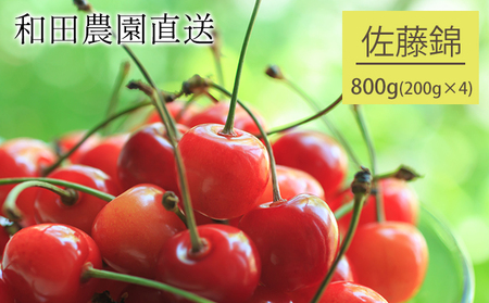 [先行受付] 北海道 仁木町産 さくらんぼ 佐藤錦 800g（400g×2パック）  サクランボ チェリー フルーツ 果物 果物類  仁木町 仁木 [和田農園]