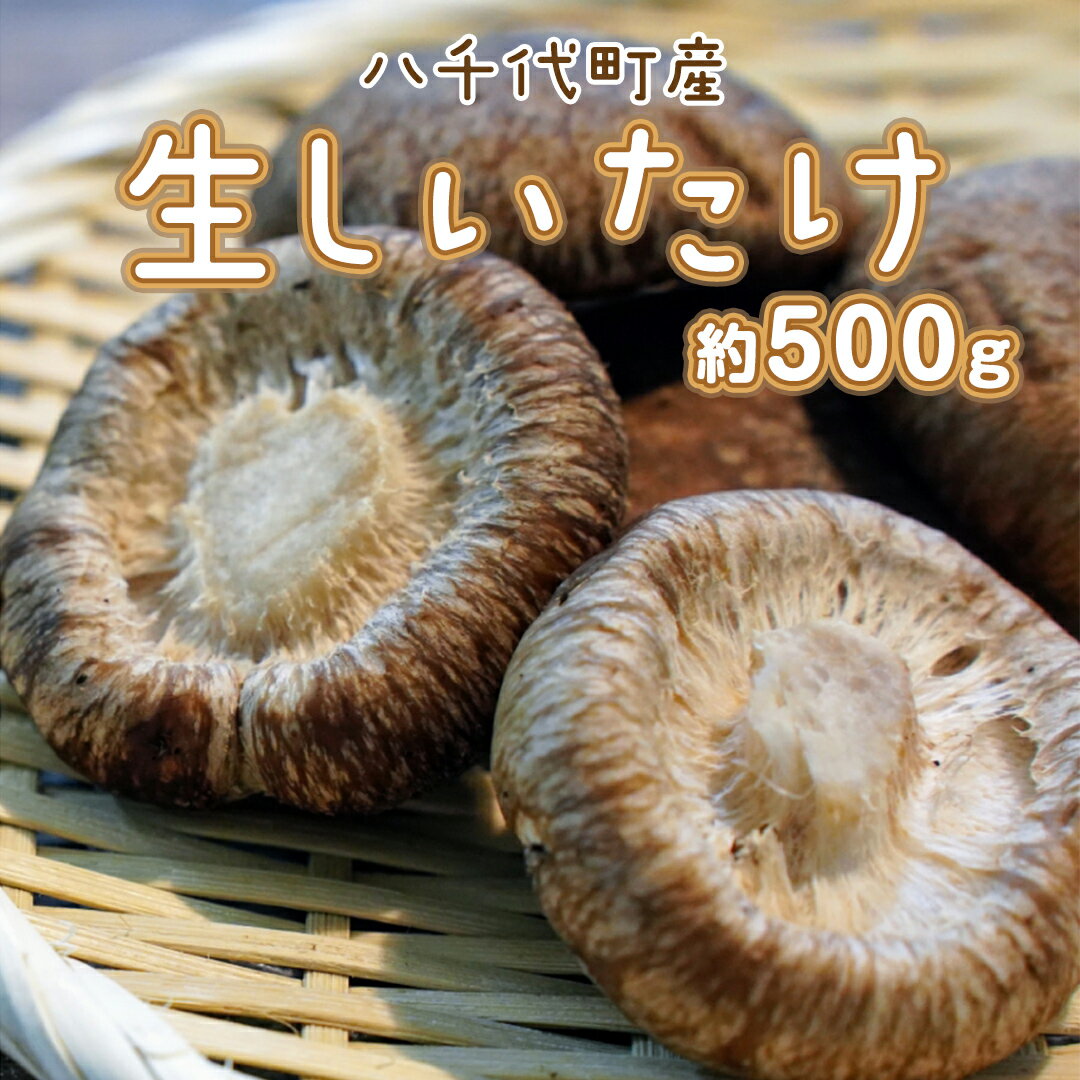 【ふるさと納税】 八千代町産 生 しいたけ 約500g 椎茸 生椎茸 シイタケ きのこ キノコ ふるさと納税 6000円 茨城県 八千代町