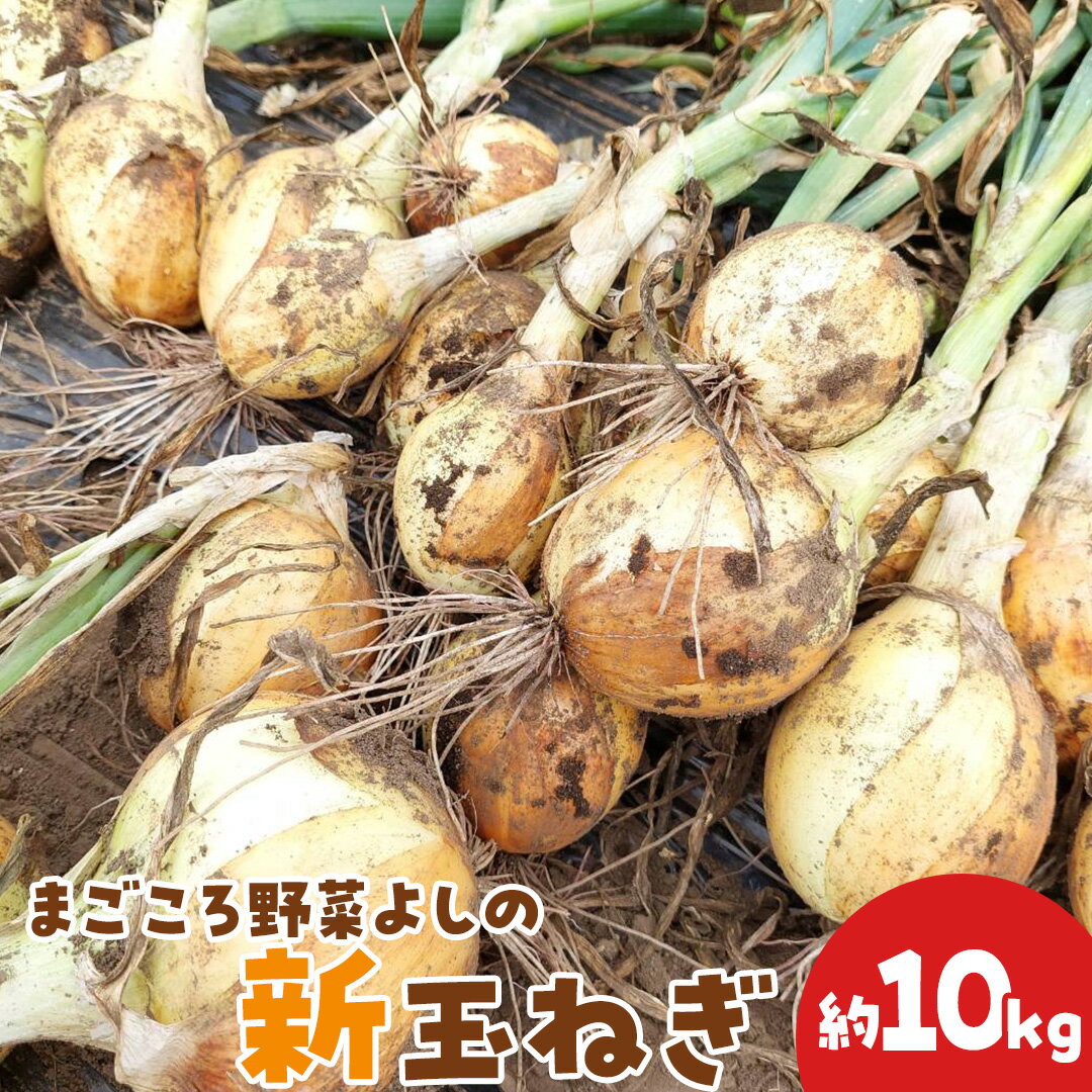 【ふるさと納税】茨城県 筑西市産「 まごころ野菜よしの の 新玉ねぎ 」 約10kg 令和7年産 先行予約 玉ねぎ 玉葱 タマネギ 野菜