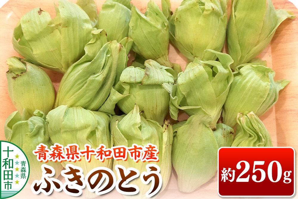 
                  【2027年3月発送・先行受付】山菜 ふきのとう 約250g 青森県十和田市産 [旬のもの 山菜 春 フキノトウ 蕗]
                