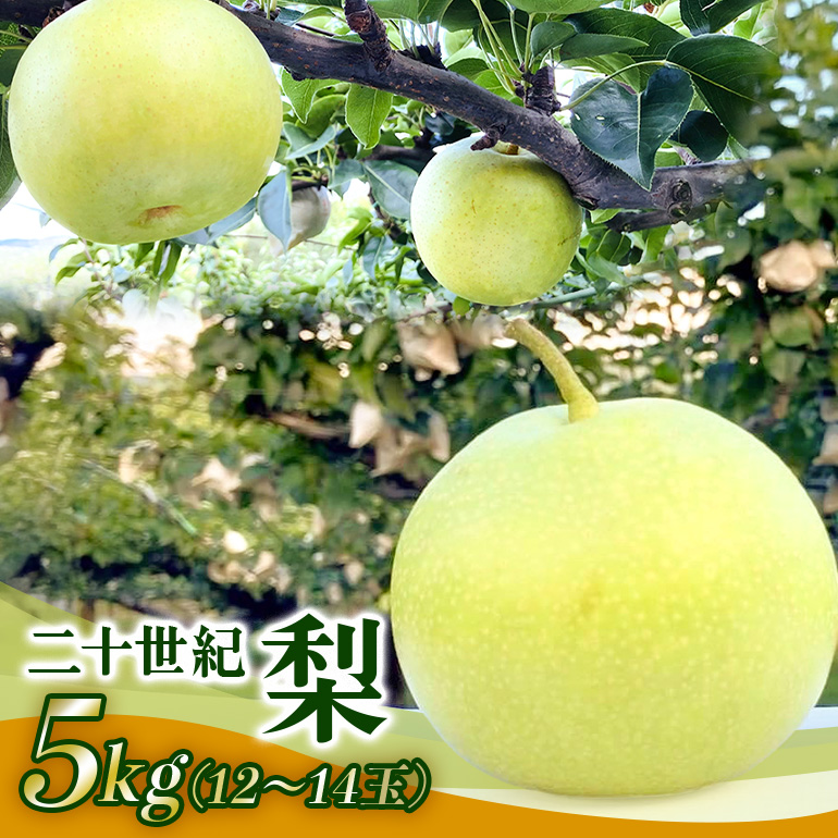 梨 2025年 先行予約 二十世紀梨 5kg 12～14玉 果物 なし 広島県 安芸高田市