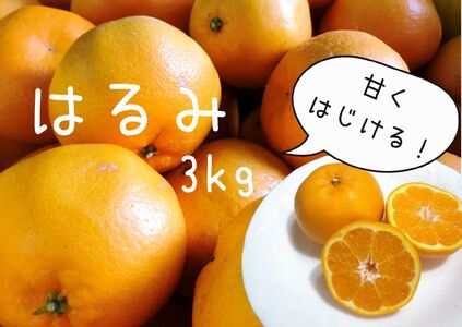 【先行予約＿2026年出荷分】湯の花　はるみ３kg　【 はるみ  はるみ  はるみ  はるみ  はるみ 】