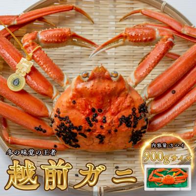 ふるさと納税 小浜市 【年明け以降順次発送】越前がに (ズワイガニ)900g×3杯