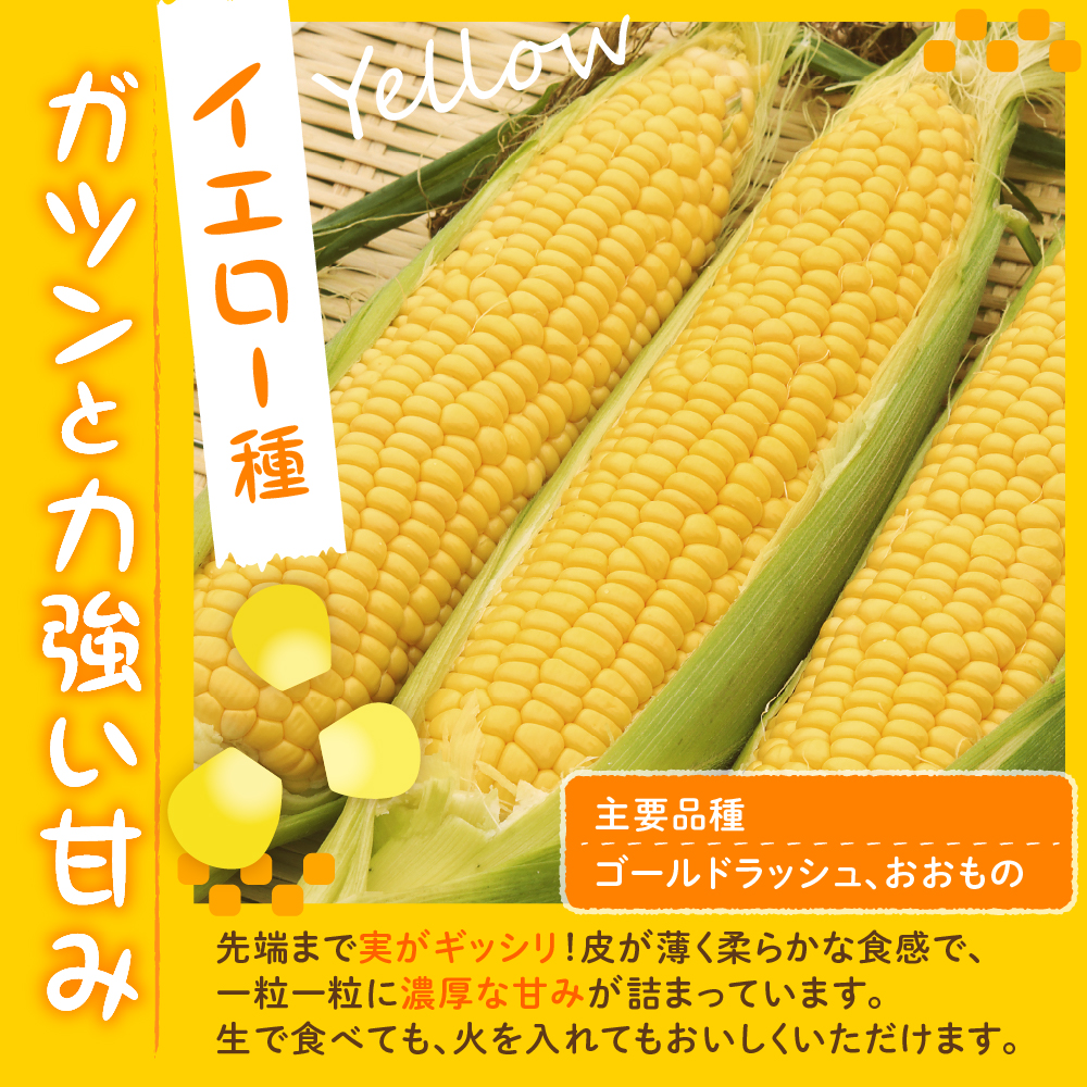 【2026年7月下旬～8月中旬頃配送】北海道十勝芽室町 とうもろこし スイートコーン10本 イエロー種 me002-004c-26／人気 キャンプ飯 アウトドア BBQ トウモロコシ とうきび コーン