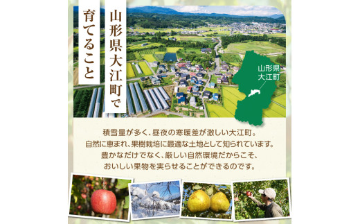 ≪先行受付≫ラフランス 5kg 14個～20個【2026年11月上旬～順次発送予定】