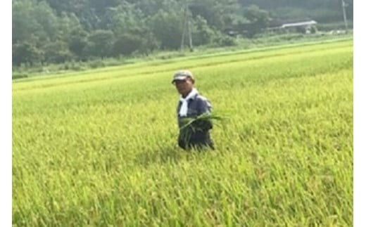 【令和7年産】獅子米 ミルキークイーン 精米 10kg 岡田ファーム お米 白米 米 おこめ ブランド米 ミルキー 10キロ 国産 単一原料米 コメ こめ ご飯 銘柄米 茨城県産 茨城 産直 産地直送 農家直送 ごはん 家庭用 贈答用 お取り寄せ ギフト 茨城県 石岡市 (B02-006)