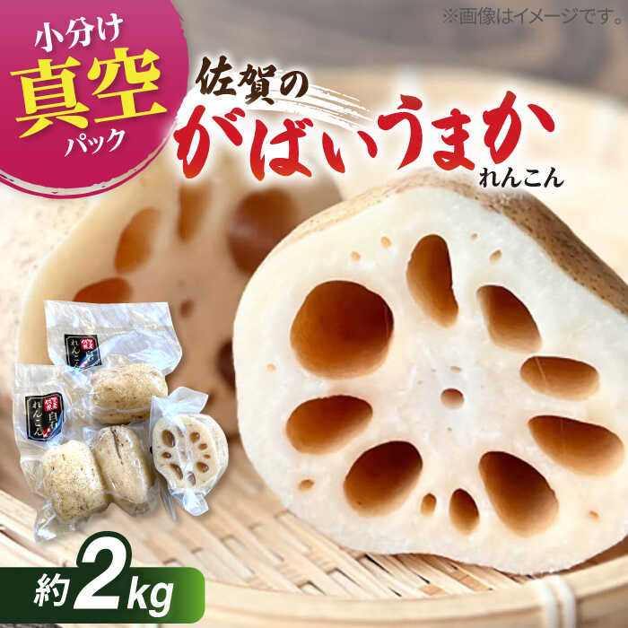 【ふるさと納税】 【令和7年8月以降発送】 【真空パック】 新鮮でおいしい！ 佐賀のがばいうまかレンコン 約2kg【有限会社白石開発】 蓮根 レンコン 野菜 根菜 小分け 真空 保存 佐賀県 白石町 [IBN006]