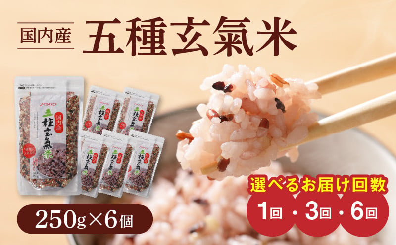 
                  国内産 五種玄氣米 250g×6個_国内産 五種玄氣米 250g×6個 選べる お届け回数 1回 3回 6回 玄米 ブレンド 雑穀米 もち赤米 うるち玄米 もち玄米 もち黒米 もち緑米 プチプチ もちもち 混ぜて炊くだけ 冷めても美味しい 主食 おにぎり 弁当 食卓 華やか 福岡県 久留米市 送料無料
                