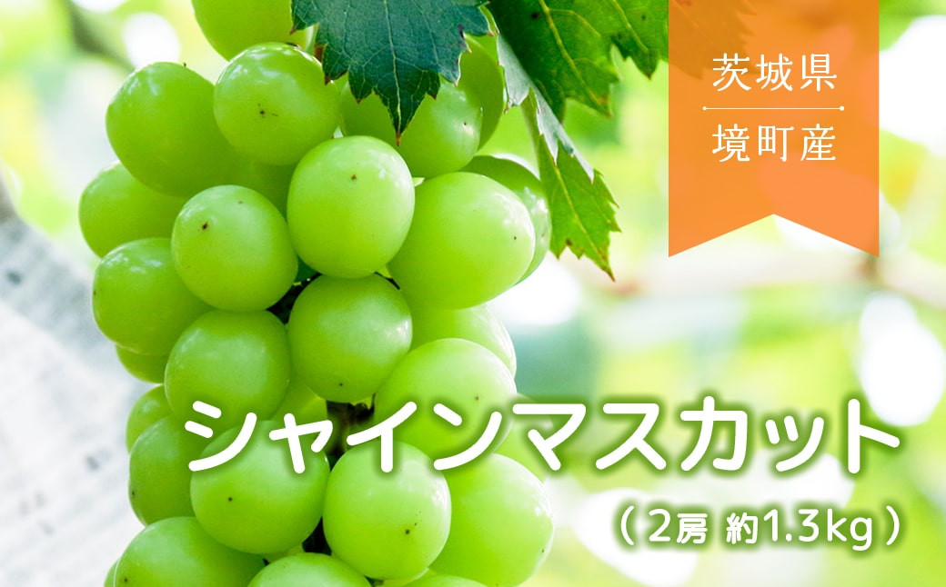 
            K1987 【2025年先行予約】境町産シャインマスカット2房（約1.3kg）
          