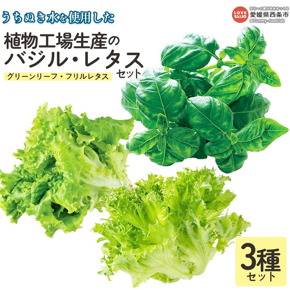 【ふるさと納税】＜うちぬき水を使用した植物工場生産のバジル・レタスセット＞ ※翌月末迄に順次出荷します。 ハーブ グリーンリーフ フリルレタス 天候に左右されない 農薬不使用 安定的に栽培可能 食物繊維 鉄分 イタリア料理 パスタ ソース 愛翔 愛媛県 西条市 【冷蔵】