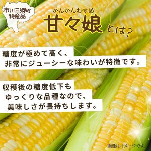 甘々娘　とうもろこし　２Lサイズ　12本入り　【2026年6月上旬から発送】　イチマル農園[5839-2329]