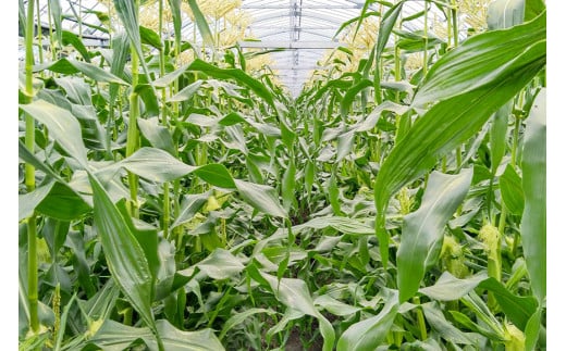 CG035　【令和8年度出荷分】5月下旬から出荷！ 朝どれ スイートコーン 200g以上×18本以上 4.5kg ～名水百選の里 島原産～