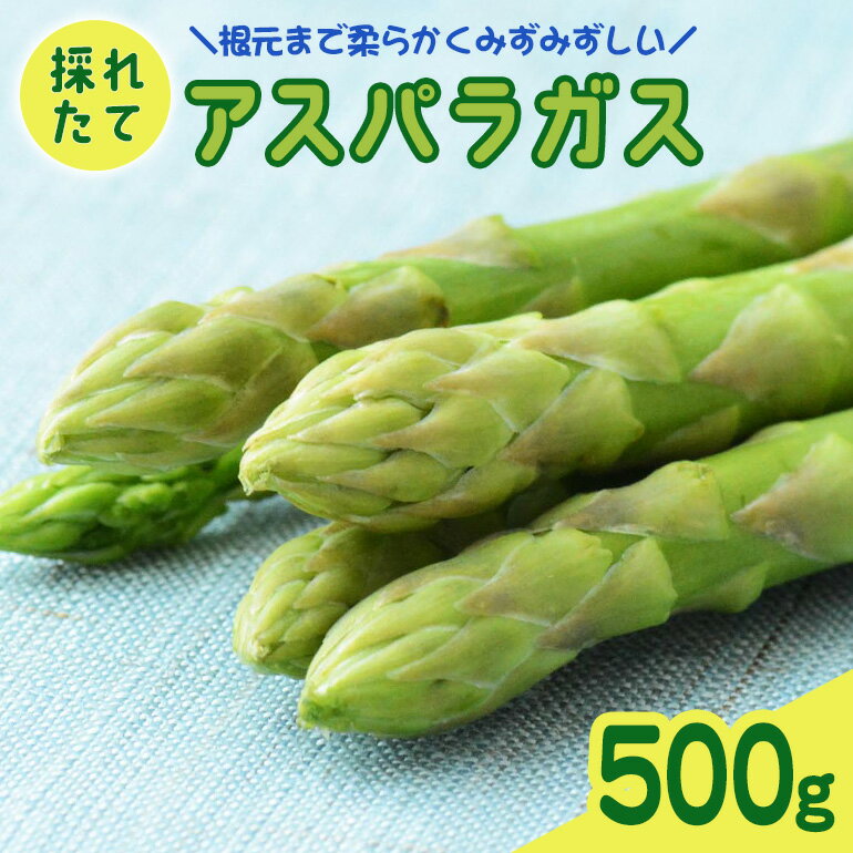 【ふるさと納税】アスパラガス 500g