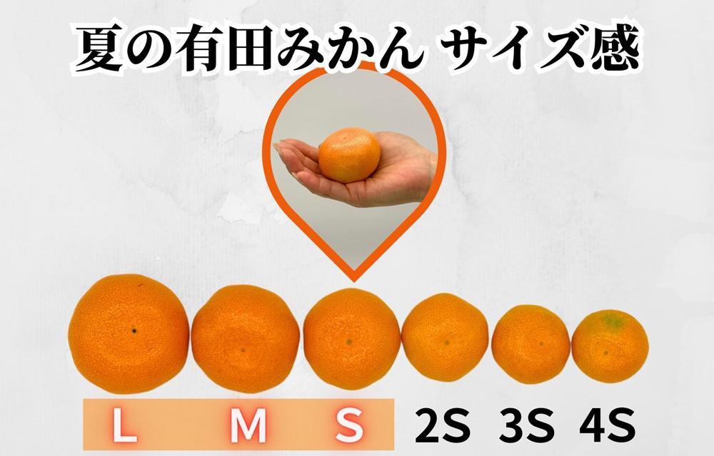 【5月下旬出荷予定】ハウスみかん 温室栽培 夏の有田みかん 1kg 秀品 S・M・Lサイズのいずれか 和歌山県 産地直送 みかんの会 AX154_イメージ3