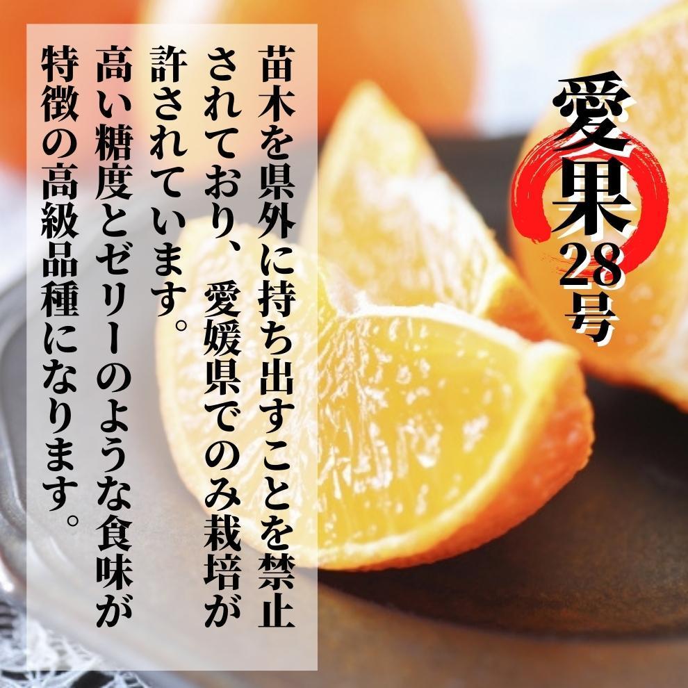【早期予約受付中！2025年12月～順次発送】二種のみかん食べ比べ箱 【愛果 28 号・はれひめ】 約 1.5kg 家庭用 みかん 先行予約 蜜柑 柑橘 果物 くだもの フルーツ お取り寄せ グルメ 