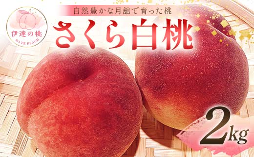 
            自然豊かな月舘で育った桃 さくら白桃2kg（5～8玉） 桃 もも モモ 果物 くだもの フルーツ 名産品 国産 食品 F21C-062
          