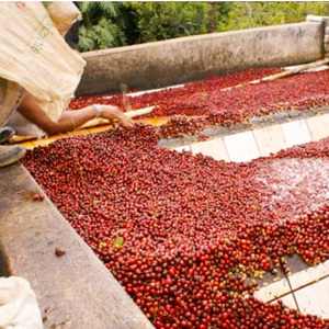 自家焙煎珈琲　シングルオリジン　グァテマラ　フロレンシア農園　200g 兵庫県 洲本市 淡路島         豆