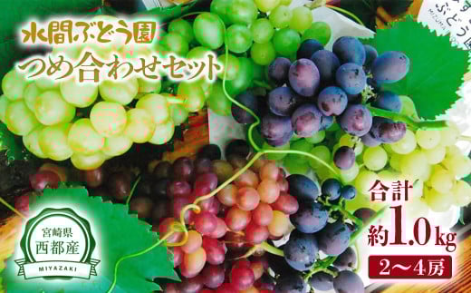 シャインマスカット入り 完熟ぶどうお任せ詰め合わせセット 1kg 【水間ぶどう園】先行予約＜16-3a＞