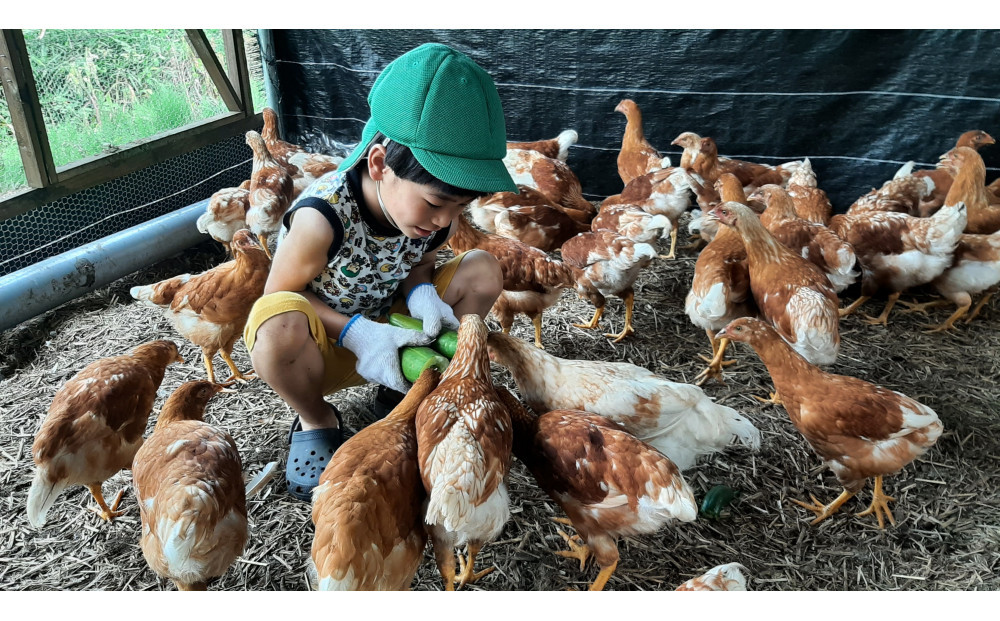 【定期便：6か月】単なる平飼いではない究極の卵『わたしたちのぷらいどたまご』6パック（60個）セット