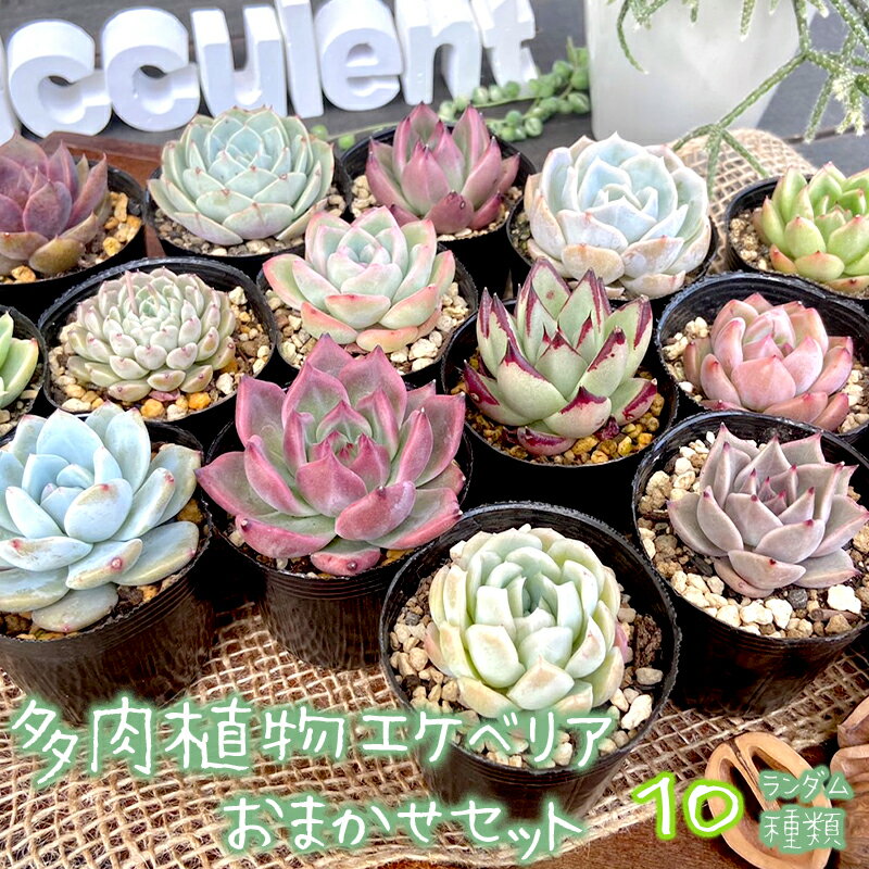 【ふるさと納税】多肉植物 エケベリア おまかせセット 10種類 セット 観葉植物 【先行予約】【選べる発送月】種類 人気 おすすめ 高評価 プレゼント 贈答 贈り物 サボテン 鉢 セット 韓国苗 多肉 多肉専科 エケベリアセット 京都府 舞鶴市 イロニカル