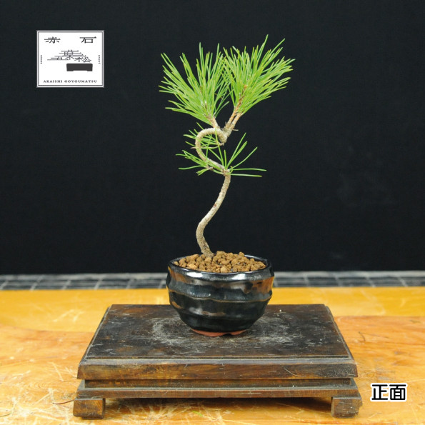 
赤石の泉 黒松（鉢植え）1万円コース S-2
