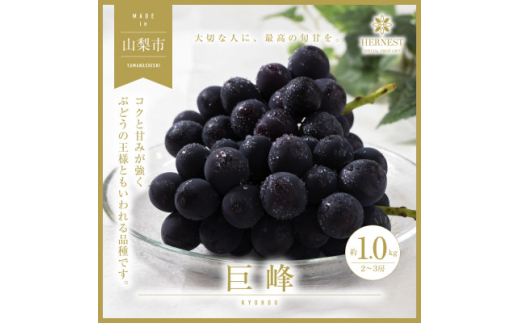 2025年先行受付 山梨県山梨市産　旬の採れたて巨峰　約1kg　2～3房【1459462】