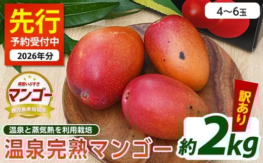 【2026年 発送】＜訳あり＞地下から湧き出る温泉と蒸気熱を利用栽培した温泉完熟マンゴー 約2kg(トロピカルファームいぶすき/IB059-004) マンゴー フルーツ 果物 旬 夏 指宿 いぶすき 鹿児島