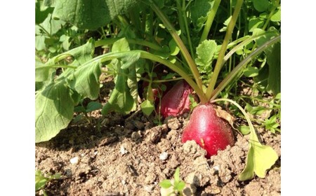 【渥美半島より新鮮野菜をお届けします】　旬彩野菜バスケットL　約6kg ／ 季節野菜 採れたて 露地栽培 旬 愛知県 特産品 産地直送 田原市 渥美半島