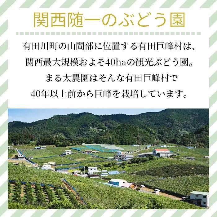 種なし巨峰 約２kg 巨峰 先行予約