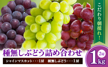 種無しぶどう詰め合わせ 約1kg ぶどう