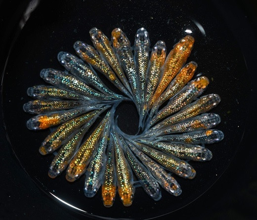 
            めだか ユリシス 松井 ヒレ長 オス ・ メス ランダム 30 匹 めだか 飼育 初心者 おすすめ 水槽 インテリア 生物 生体 趣味 室内 メダカ 元気なメダカ ヒレ長メダカ 黒 健康 生魚 魚 めだか 生き物 いきもの 人気品種 厳選 鑑賞 鑑賞用 繁殖 綺麗 きれい 丈夫 美 国産 めだか メダカ プレゼント 贈答用 ギフト 品種 人気 送料無料 飼育初心者 静岡県 牧之原市 丸長
          