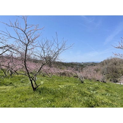 【2025年先行予約】8月上旬頃より発送・岡山県産・マンゴーの様な黄色い桃・黄金桃(1.5kg箱)【配送不可地域：離島】