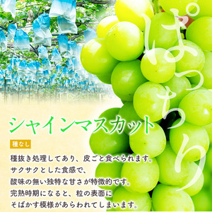 i1014 ≪数量・期間限定≫シャインマスカット(計約1kg) 国産 鹿児島 出水市 ぶどう ブドウ 果物 くだもの フルーツ シャインマスカット 葡萄 旬 種なし 旬 歯ごたえ 冷蔵 【山門ぶどう園