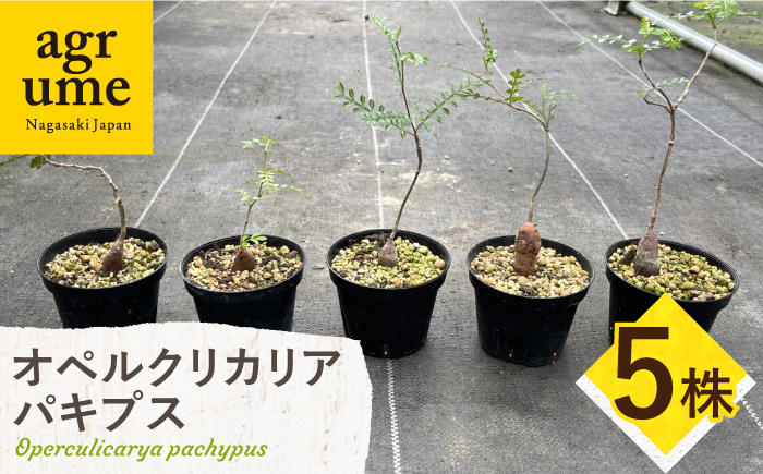
            Operculicarya pachypus オペルクリカリア パキプス 5株 長与町/アグリューム [EAI165]
          