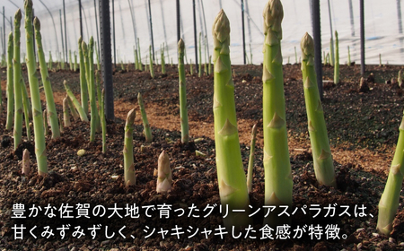 【夏芽】アスパラガス 計1kg（〇Lサイズ） / アスパラ アスパラガス 野菜 新鮮 / 佐賀県 / さが風土館季楽 [41AABE104]