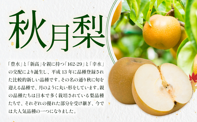 梨 秀品 秋月梨 約5kg（6〜16玉）あきづき 日本フルーツ《8月下旬-9月末頃出荷》熊本県 長洲町 なし 梨 果物 フルーツ デザート ギフト ご贈答