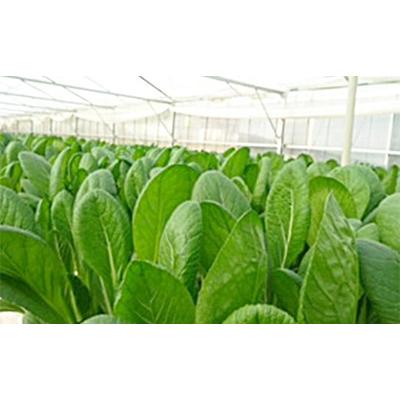 ふるさと納税 美濃加茂市 【発送月固定定期便】水耕栽培 新鮮 葉物野菜セット 全4回 |  | 01