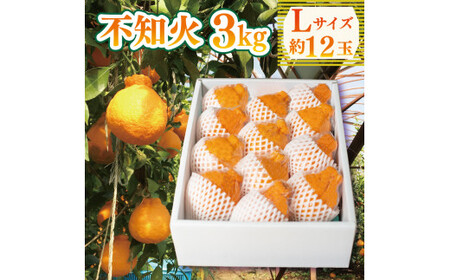 不知火 約3kg Lサイズ 12玉 不知火 不知火 不知火  柑橘 オレンジ