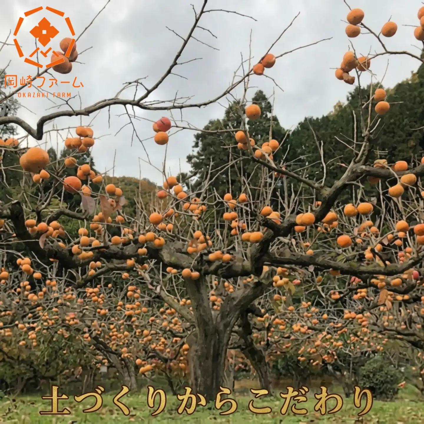 Y091 樹齢100年の古木から採れる花御所柿（2.5kg）