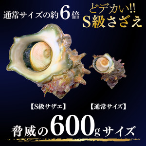 ジャンボ伊勢海老・ジャンボざざえセット[A]　【 伊勢海老 さざえ 】