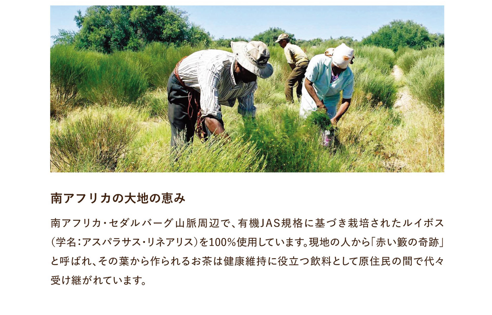 【ふるさと納税】オーガニックルイボス(2袋セット)  秋 旬