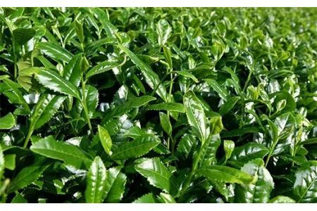 希少品！ 掛川 抹茶 の詰め合わせセット（20ｇ×2缶・100g×3袋）佐々木製茶（ 抹茶 掛川茶 静岡 掛川市 小分け 深蒸し掛川茶  希少 人気 佐々木製茶 )   １８９２